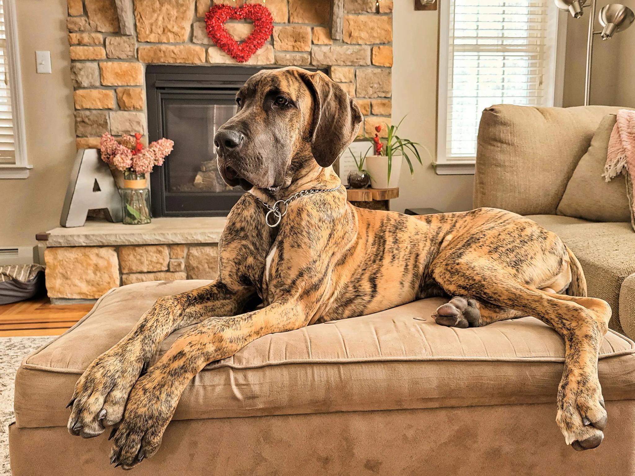 Great dane hot sale gentle giant