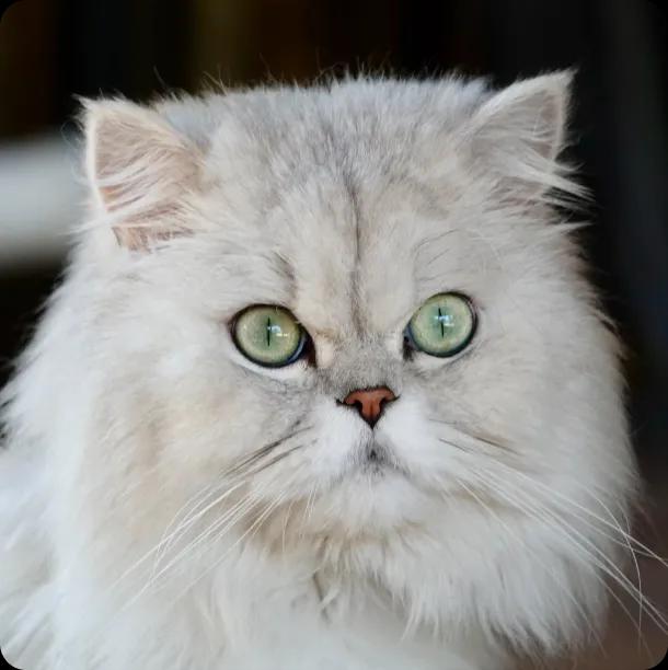 Persian Cat