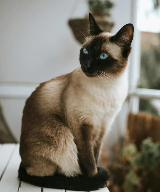 Siamese Cat