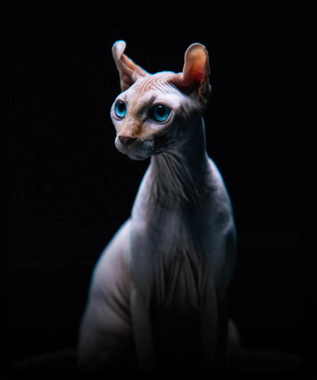 Sphynx Cat