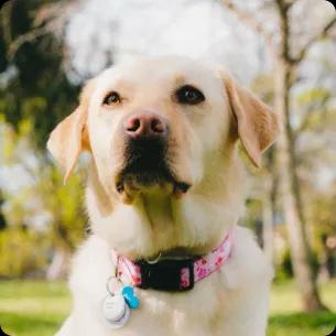 Labrador Retriever