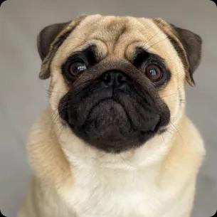 Pug