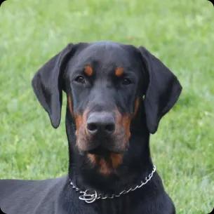 Doberman