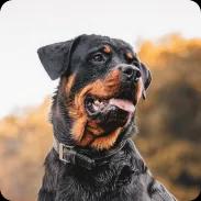 Rottweiller