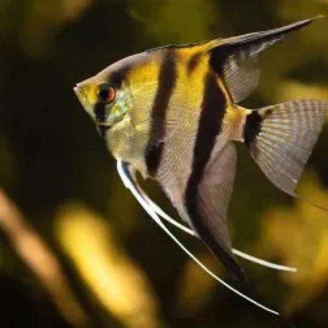 Angelfish