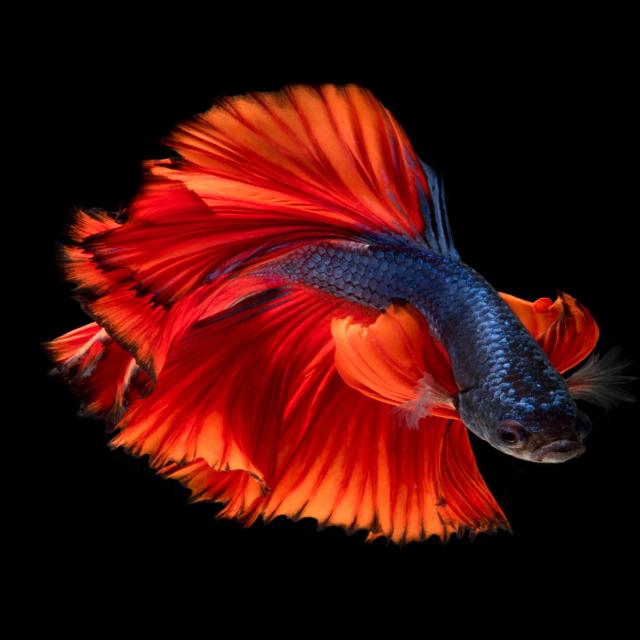 Betta Fish