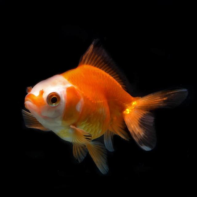 Common Gold Fish