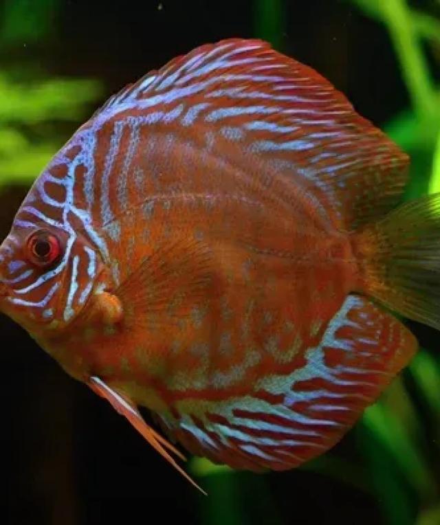 Discus Fish