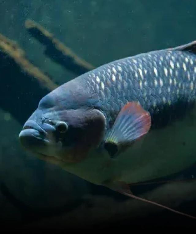 Giant Gourami