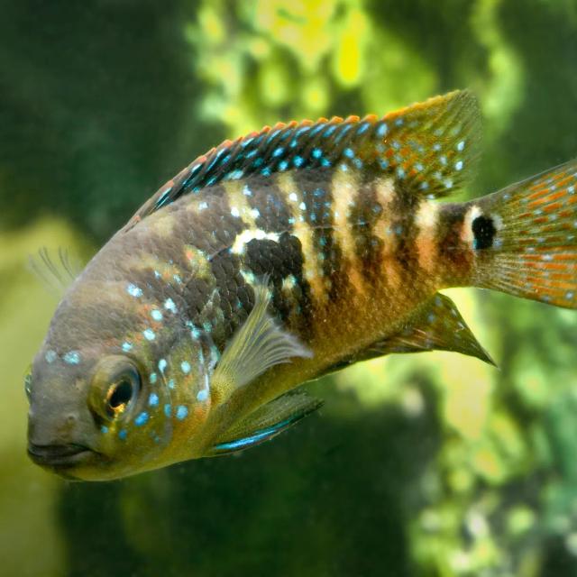 Jaguar Cichlid