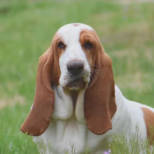 Basset Hound