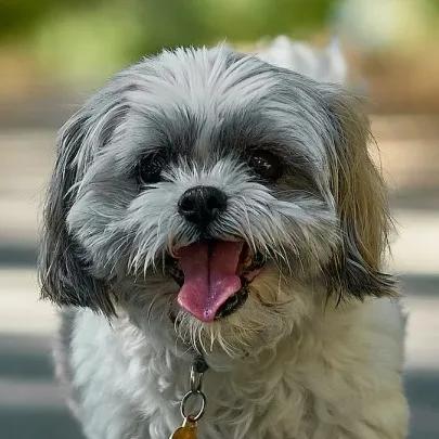 Shih - Tzu