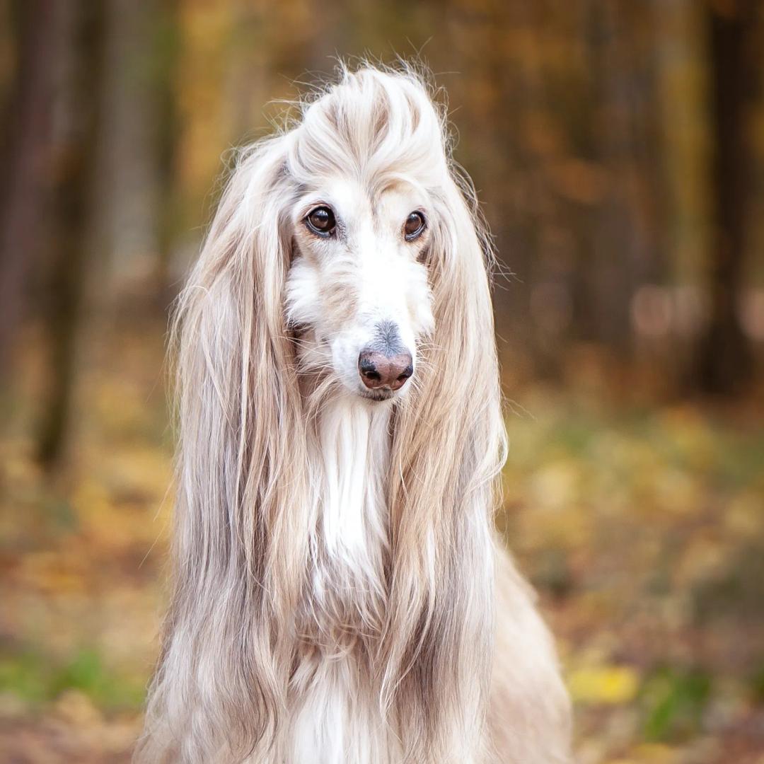 Afghan Hound