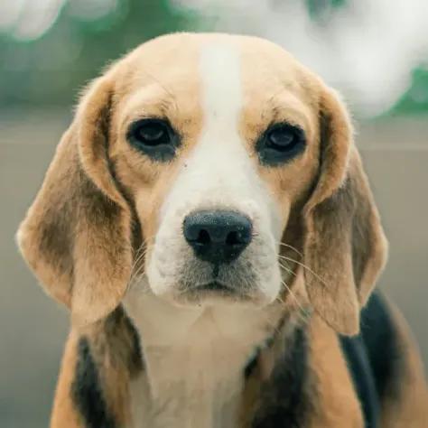 Beagle