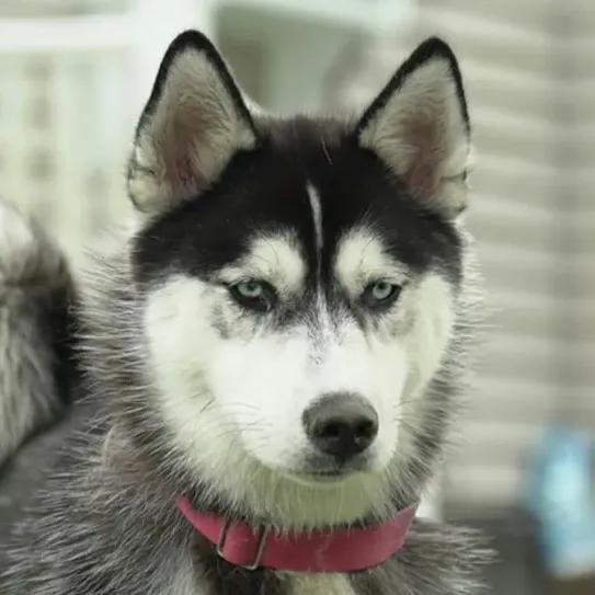 Siberian Husky