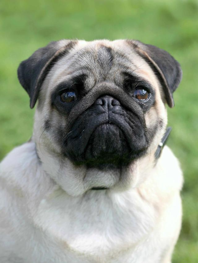 Pug