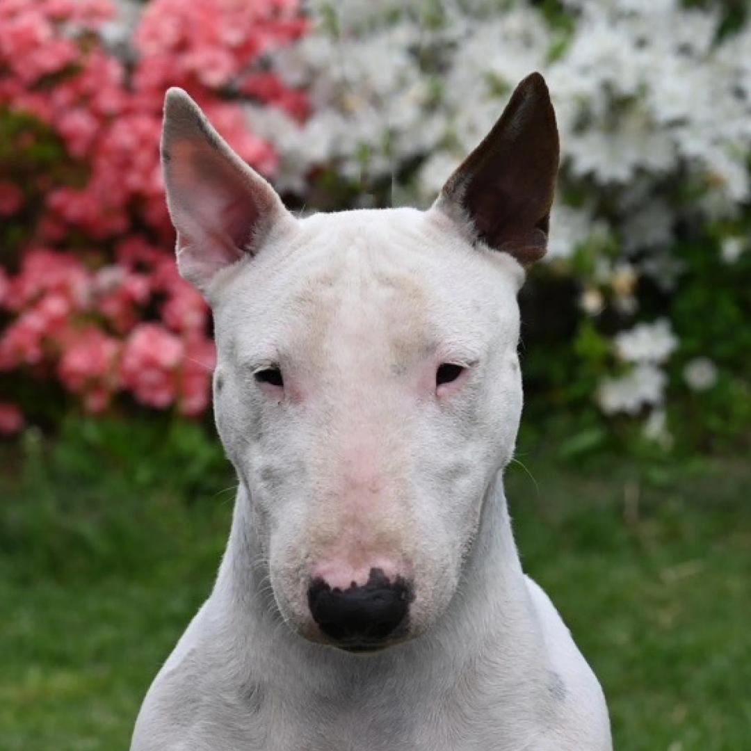 Bull Terrier