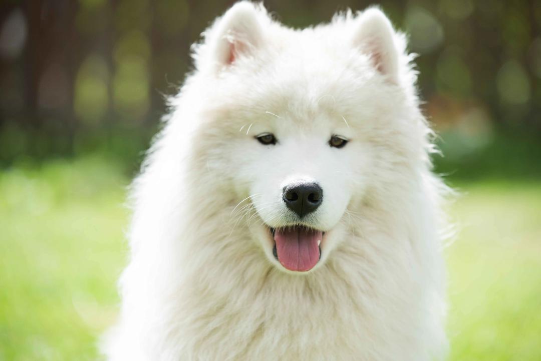 Samoyed