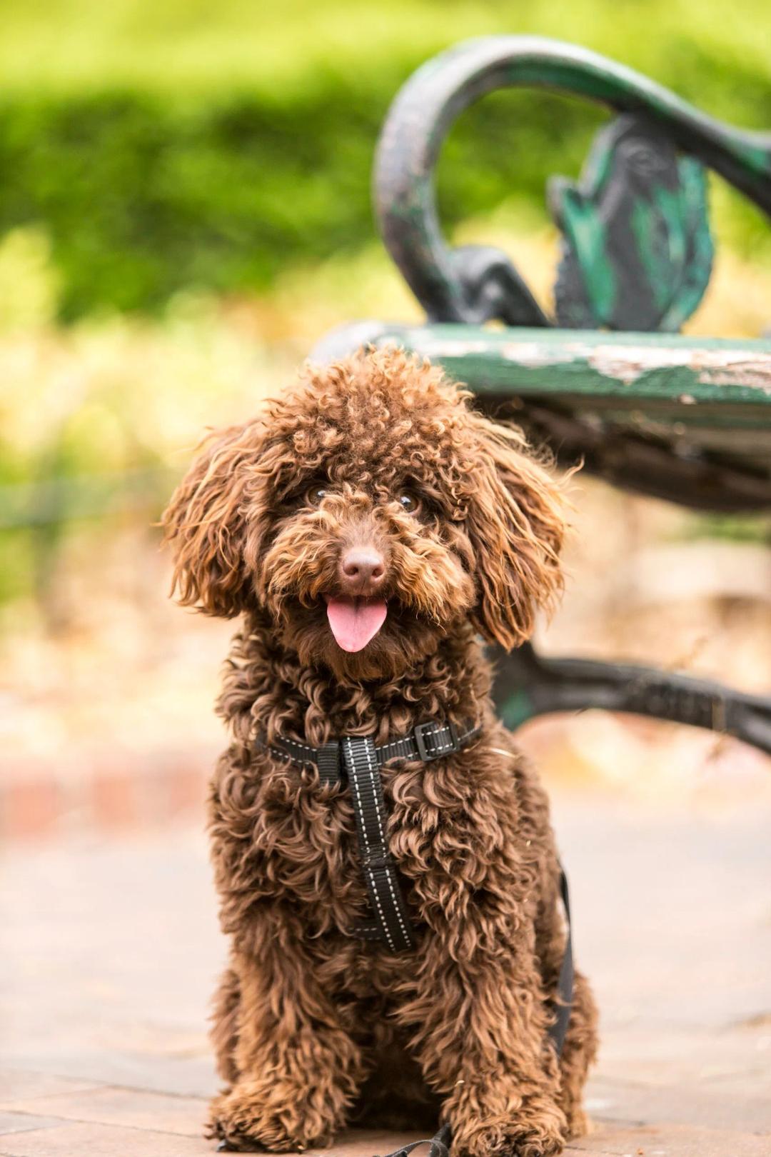 Portuguese Water Dog