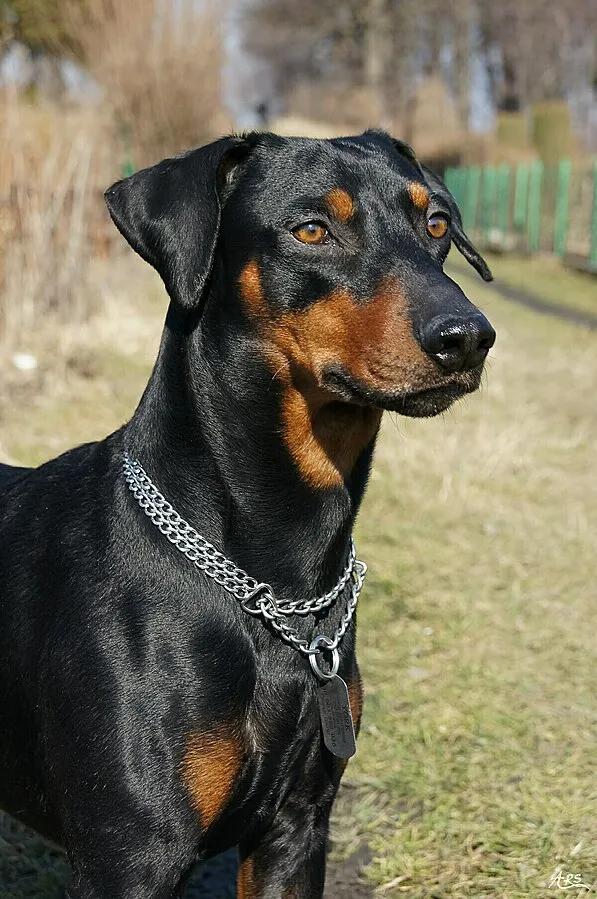 German Pinscher