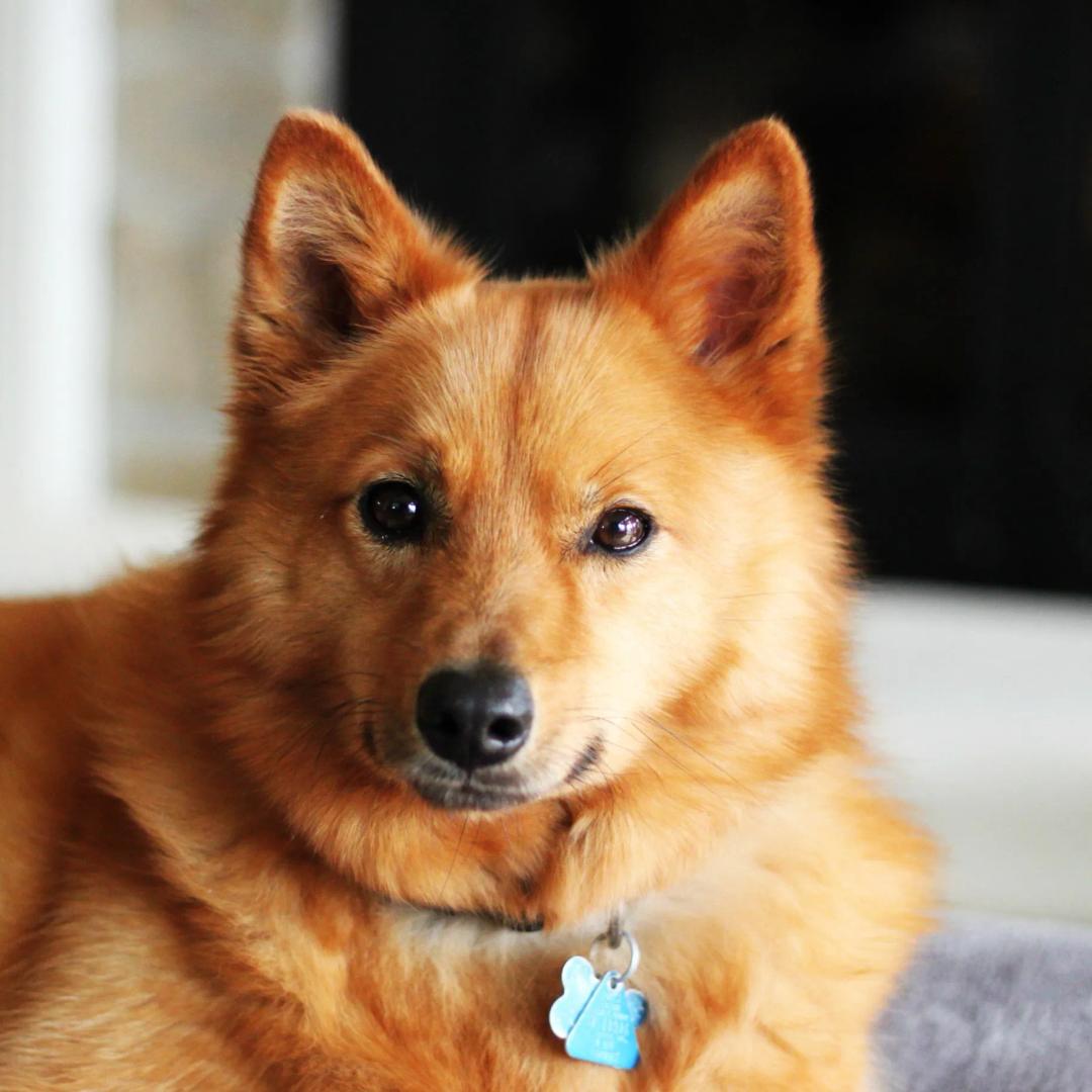 Finnish Spitz