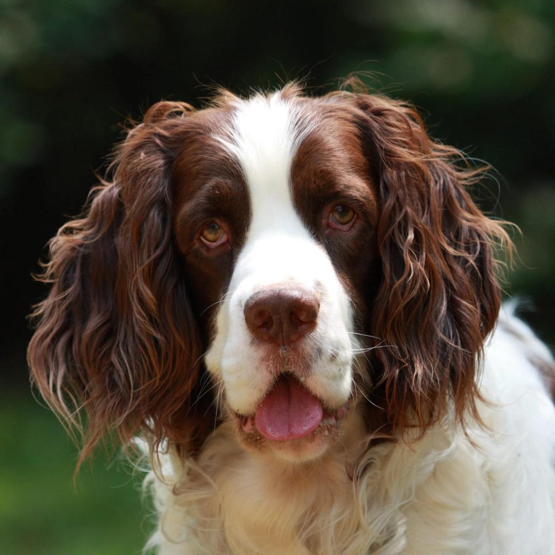 English Springer Spaniel