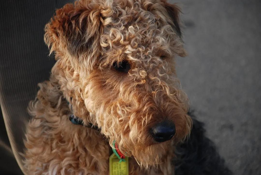 Welsh Terrier