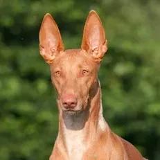 Pharaoh Hound