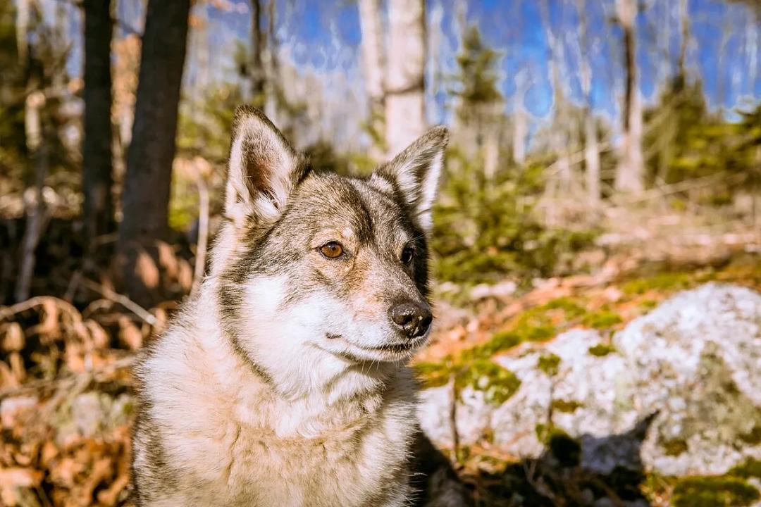 Swedish Vallhund