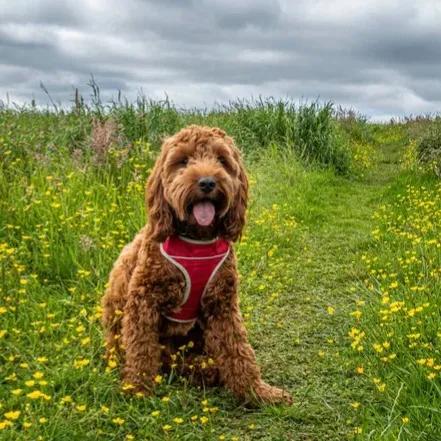 Cockapoo