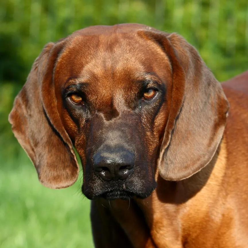 Hanoverian Scenthound