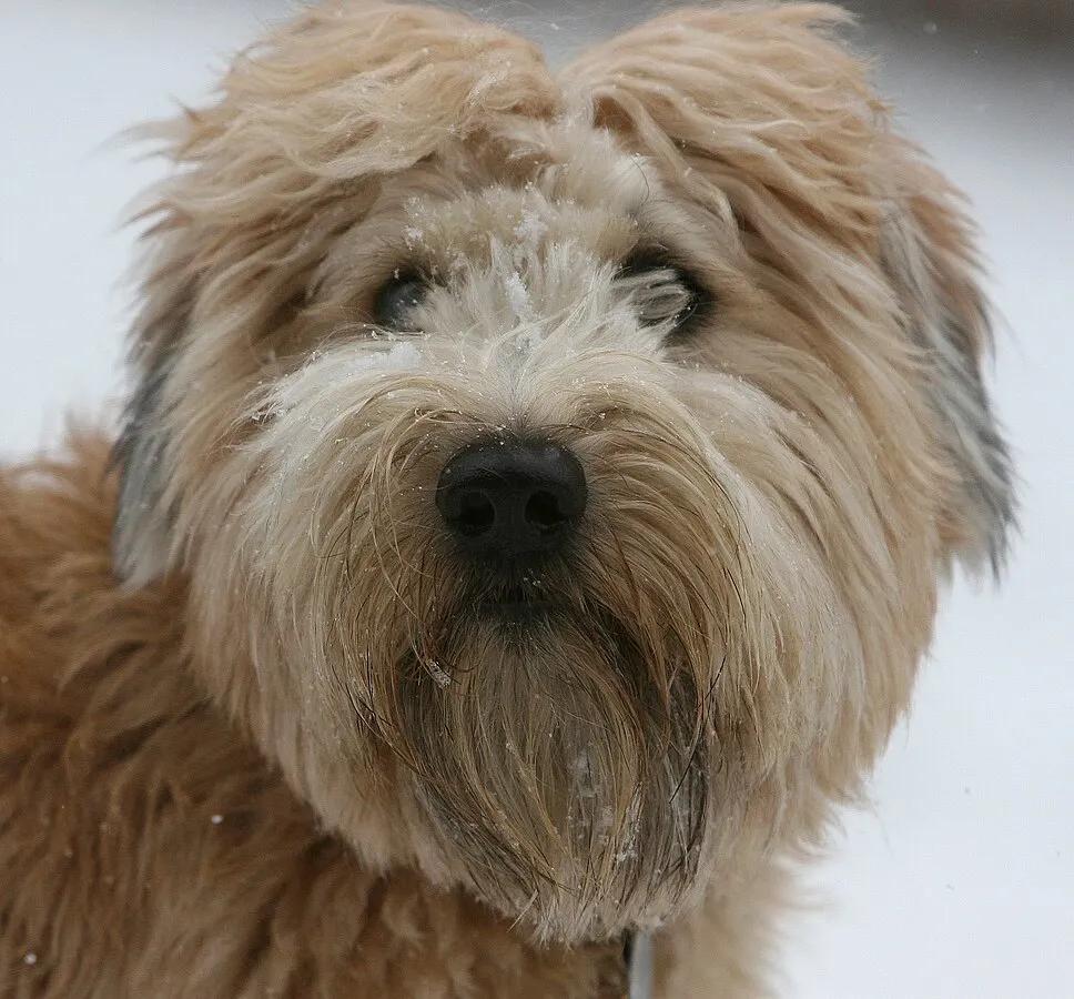 Soft Coated Wheaten Terrier