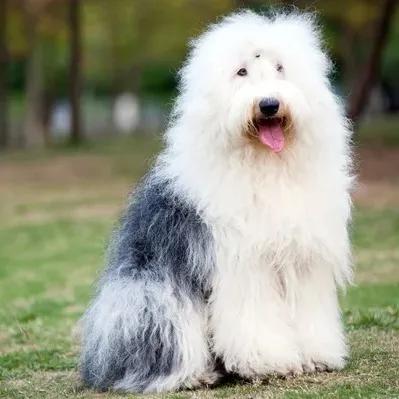 Old English Sheepdog