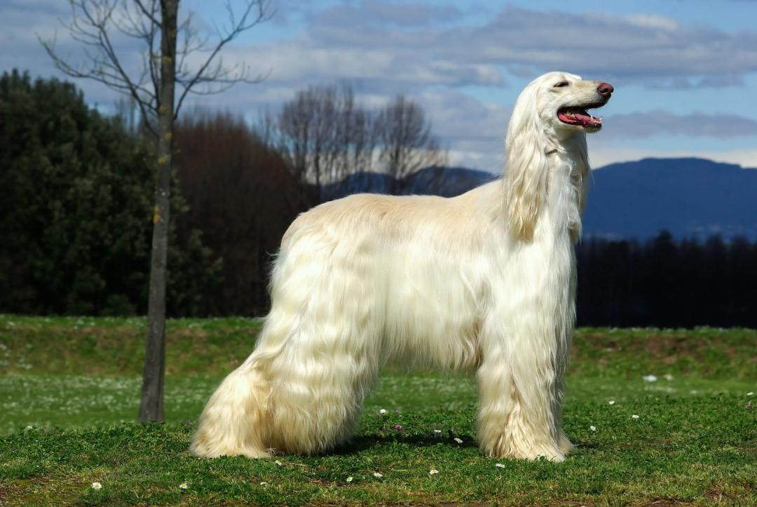 Afghan Hound