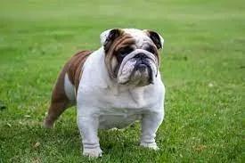 Bulldog