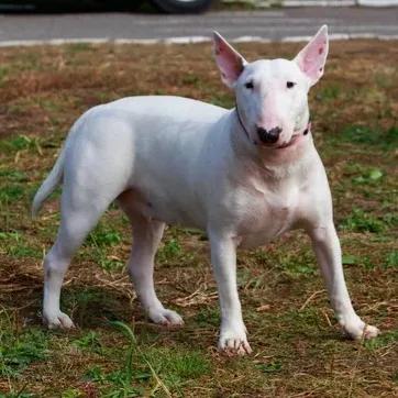 Bull Terrier