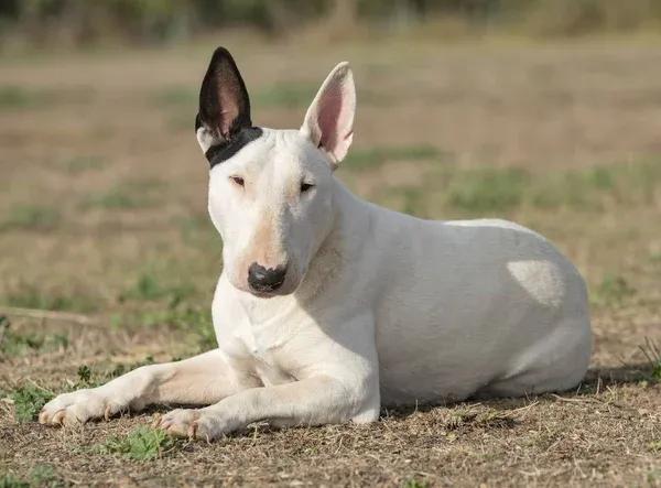 Bull Terrier