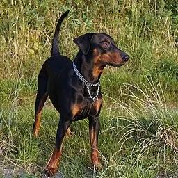 German Pinscher