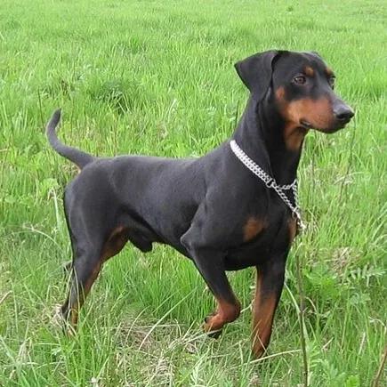 German Pinscher