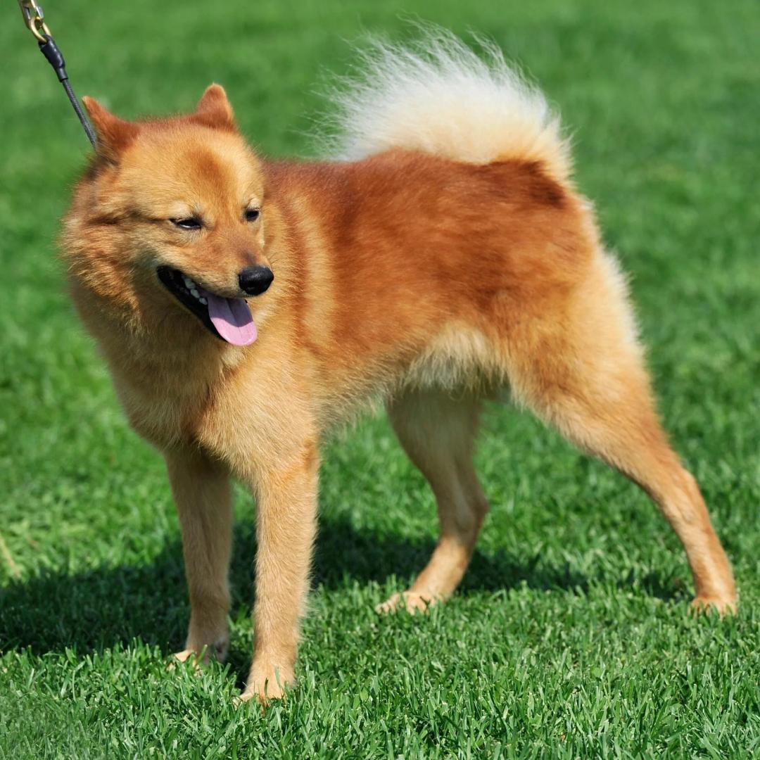 Finnish Spitz