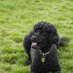 Portuguese Water Dog