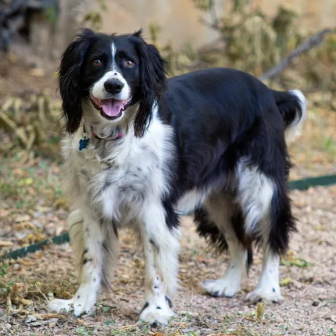 English Springer Spaniel