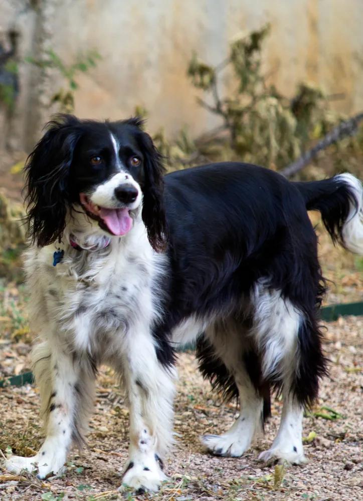 English Springer Spaniel