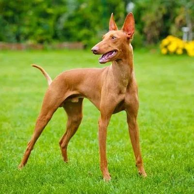 Pharaoh Hound