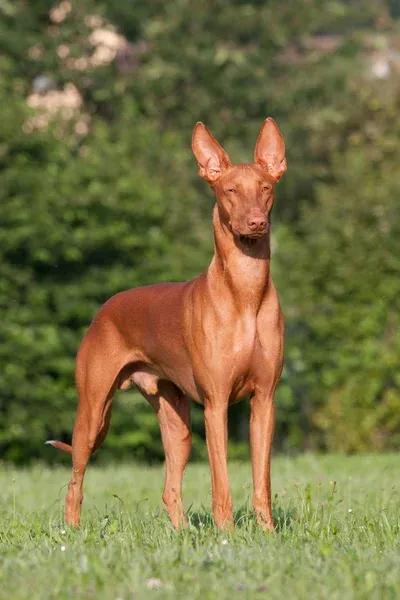 Pharaoh Hound