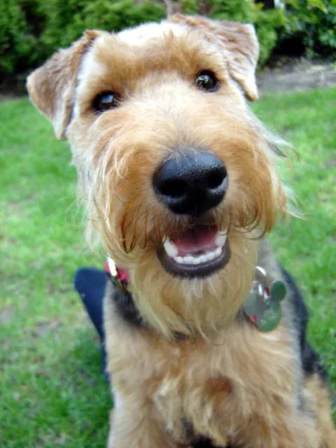 Welsh Terrier