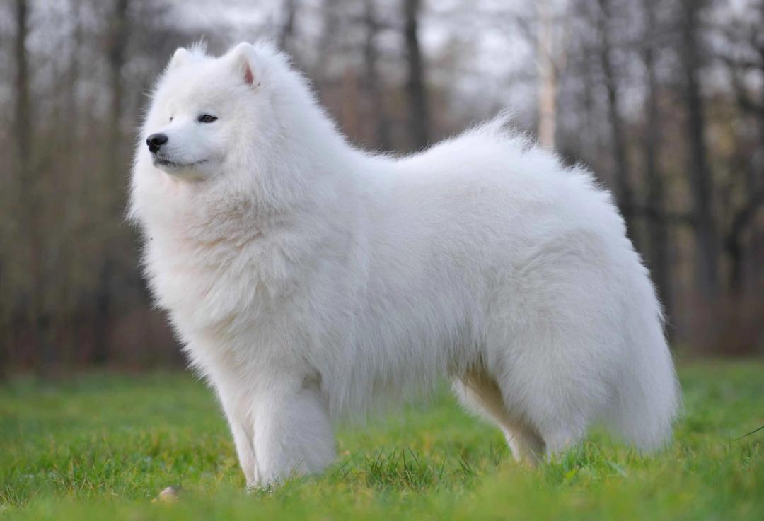 Samoyed