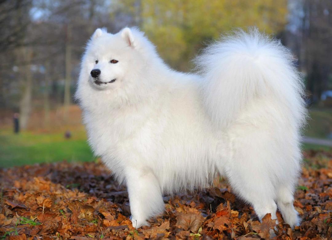 Samoyed