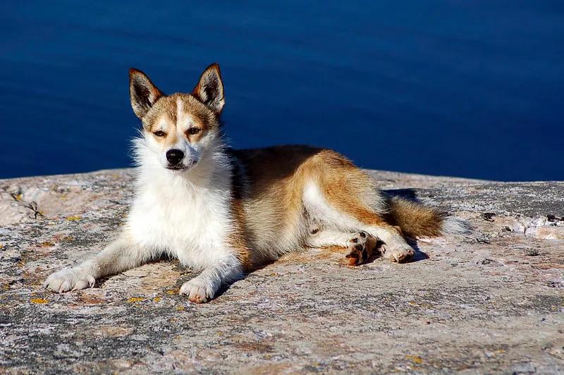 Norwegian Lundehund