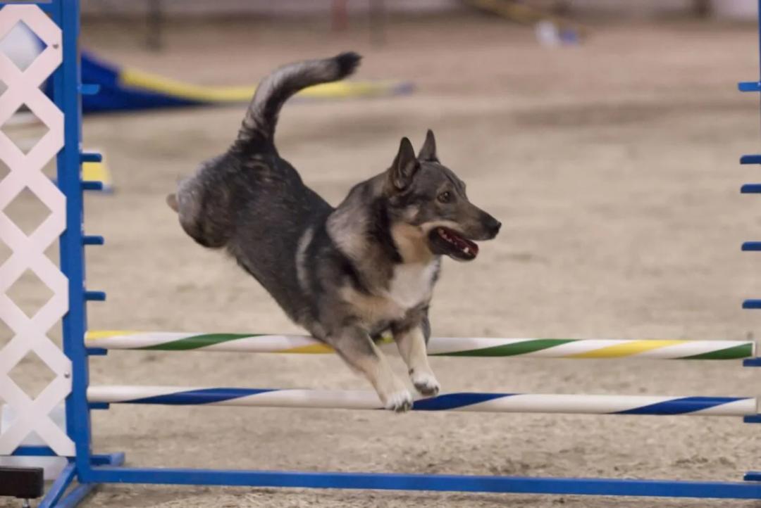 Swedish Vallhund